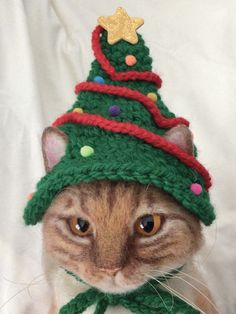 a cat wearing a green knitted christmas hat with a star on it's top