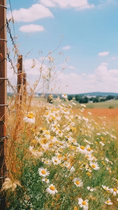 wildflowers growing next to a fence in a field