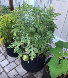 several pots with plants in them on the ground