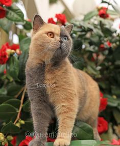 a cat standing on top of a green table next to red flowers and greenery