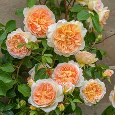 an orange and white flowered bush with green leaves