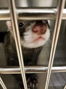 a ferret peeks through the bars of a caged in animal shelter, looking at the camera