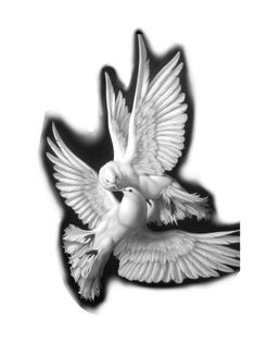 two white doves flying in the air with their wings spread out to each other