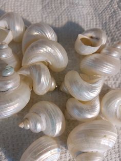 several seashells are arranged on a white cloth