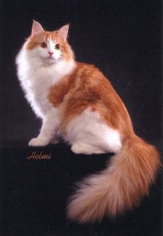 an orange and white cat sitting on top of a black surface