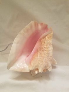 a pink and white shell on a white background