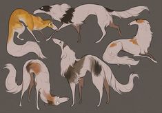 an image of dogs playing with each other on a gray and white background in various poses