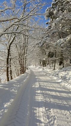 a snow covered road surrounded by trees and bushes