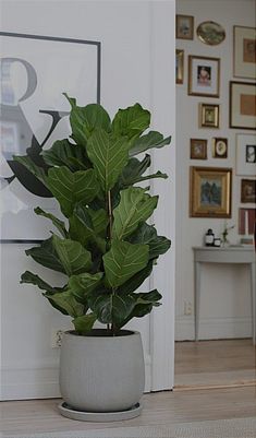 a potted plant sitting on top of a hard wood floor