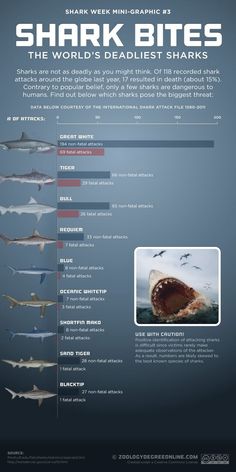 shark bites info sheet with information about sharks in the ocean and below it is an image of