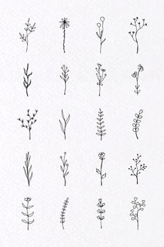 the different types of flowers are drawn in black ink on white paper, and each flower has