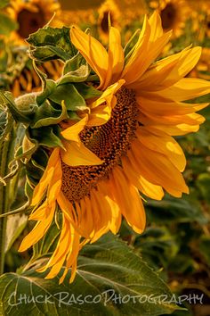 a large sunflower in the middle of a field with many other flowers behind it