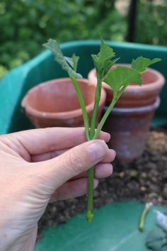 a person holding up a small plant in their hand, with other plants behind them