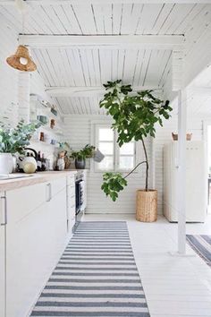 a kitchen with white walls and flooring has a potted plant on the counter