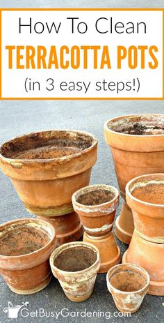 terracotta pots with text overlay how to clean terracotta pots in 3 easy steps