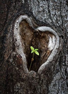 a heart shaped hole in the bark of a tree with a plant growing out of it