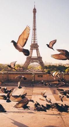 birds are flying around in front of the eiffel tower, with other birds nearby