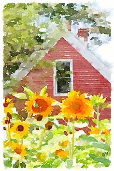 watercolor painting of sunflowers in front of a red house