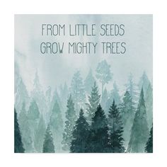 the words from little seeds grow mighty trees are in front of an image of pine trees