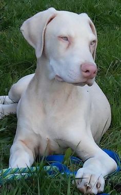 a white dog is laying in the grass