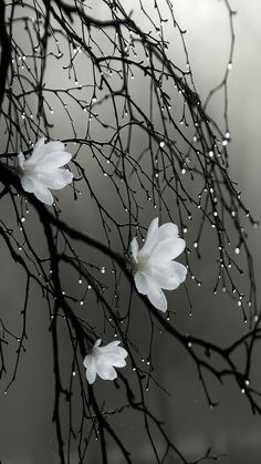 two white flowers are hanging from a tree branch with water droplets on it's branches