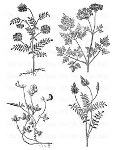 three different types of plants with leaves and flowers on them, vintage line drawing or engraving