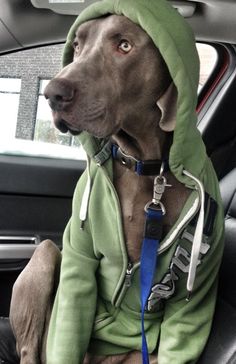 a dog wearing a hoodie sitting in the back seat of a car