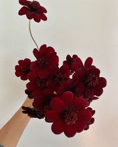 a vase filled with red flowers on top of a table