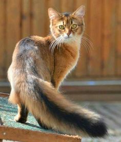 a cat sitting on top of a wooden bench