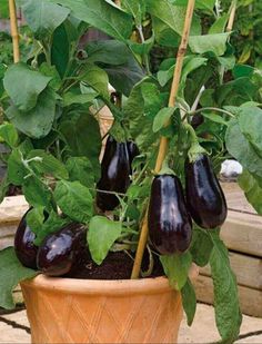 an eggplant plant in a pot with the words eggplant on it