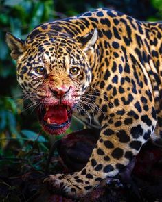 a large leopard with it's mouth open showing blood