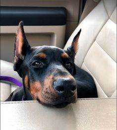 a black and brown dog sitting in the back seat of a car with his head resting on the armrest