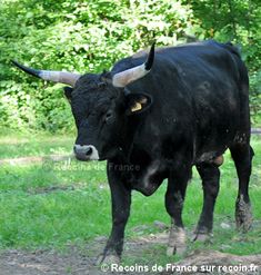 a black cow with horns standing in the grass near some trees and dirt road side