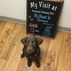 a brown dog sitting on top of a wooden floor next to a chalkboard sign