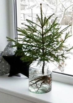 a small tree in a glass vase on a window sill next to a stuffed animal