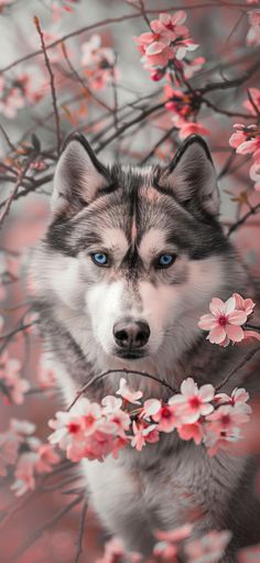 a husky dog with blue eyes standing in front of pink flowers