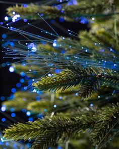 a close up of a pine tree with blue lights on it's branches and needles