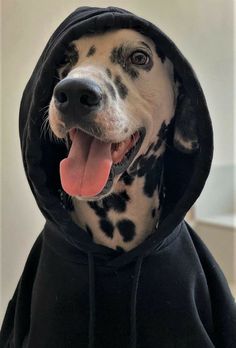 a dalmatian dog wearing a black hoodie with its tongue out and it's mouth open