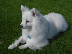 a white dog laying on top of a lush green field