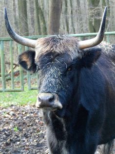 a black bull with large horns standing in front of a green fence and some trees