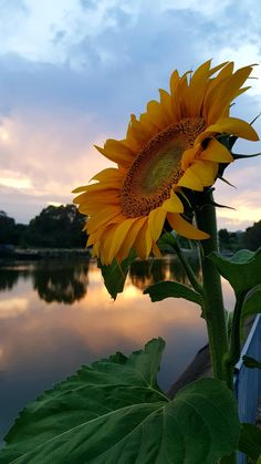 a large sunflower sitting next to a body of water in the middle of sunset