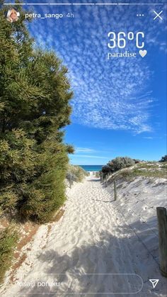 an image of a sandy path with trees on either side and the ocean in the background