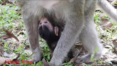 a baby monkey playing with its mother in the grass