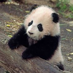 a panda bear sitting on top of a tree branch