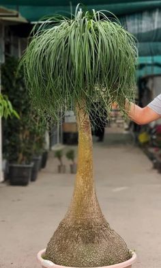 a man is trimming the top of a palm tree in a potted planter