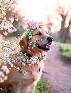 a dog with a flower crown on its head is sitting next to a tree branch