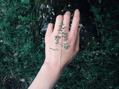 a person's hand with small green leaves on it and grass in the background