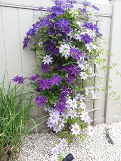 purple and white flowers are growing on the side of a fence next to some plants