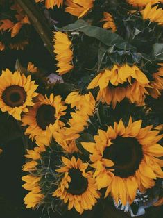 a bunch of sunflowers that are yellow and brown