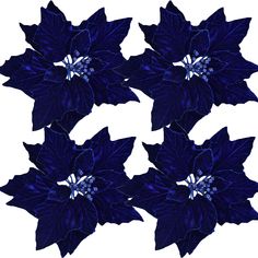 blue poinsettia flowers on white background